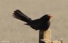 Amsel - Blackbird