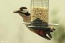 Bundspecht - Great Spotted Woodpecker (im Garten)