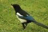 Elster - Magpie