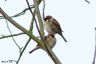 Feldsperling - Tree Sparrow
