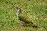 Grünspecht - Green Woodpecker