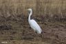 Silbereiher - Great White Egret