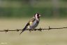 Stieglitz - Goldfinch