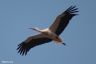 Weißstorch - White Stork