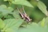 Gewöhnliche Buschschrecke - Dark Bush Cricket
