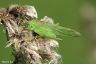 Grosses Heupferd - Great Green Bush-Cricket