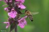 Honigbiene und Wald-Ziest