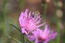 Honigbiene und Wiesenflockenblume