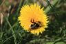 Gartenhummel - Garden bumblebee