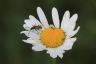 Halsbock - Fairy-ring Longhorn Beetle