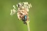 Malachitkäfer - Malachite Beetle