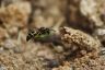 Gemeine Schornsteinwespe - Potter wasp