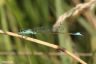 Große Pechlibelle - Blue-tailed damselfly