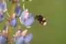 Erdhummel - Buff-Tailed Bumblebee
