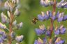 Ackerhummel - Brown-banded carder bee