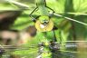 Grüne Keiljungfer - Green Snaketail