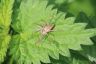 Raubspinne - Nursery-web spider