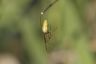 Schreckerspinne - Common stretch-spider