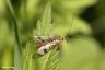 Gemeine Skorpionsfliege - Common Scorpionfly