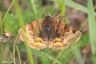 Braune Tageule -  Burnet Companion Moth