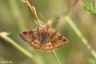 Braune Tageule - Burnet Companion Moth