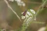 Bienenwolf Käfer - Bee Beetle