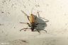 Rothalsbock - Langhorn Beetle
