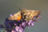 Taubenschwänzchen (Kolibrischwärmer) - Hummingbird Hawk-moth
