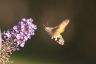 Taubenschwänzchen (Kolibrischwärmer) - Hummingbird Hawk-moth