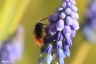 Gehörnte Mauerbiene - Hornfaced Bee