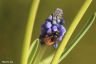 Gehörnte Mauerbiene - Hornfaced Bee
