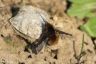 Großer Wollschweber, Hummelschweber - Large beetle-fly