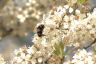 Erdhummel  -Buff-Tailed Bumblebee