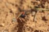 Feuer-Goldwespe - Cuckoo wasp