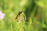 Gelbe Schlupfwespe - An ichneumon wasp