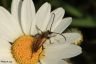 Halsbock - Fairy-ring Longhorn Beetle