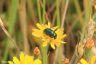Goldglänzender Blattkäfer - Dead-nettle leaf beetle
