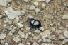 Frühlingsmistkäfer - Dung beetle