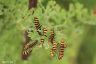 Raupe vom Blutbär - The Cinnabar Caterpillar 