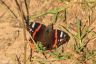 Admiral - Red Admiral