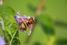Hornissenschwebfliege,  Große Waldschwebfliege oder Riesen-Hummelschwebfliege - Hornet Hoverfly