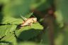 Gewöhnliche Buschschrecke - Dark Bush Cricket