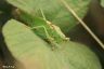 Grosses Heupferd - Great Green Bush-Cricket