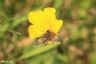 Hornkraut-Tageulchen - Small Yellow Underwing