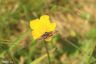 Hornkraut-Tageulchen - Small Yellow Underwing