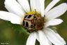 Pinselkäfer - Bee Beetle