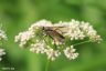 Schwarzfüßige Schnepfenfliege - Blackfooted Snipe Fly