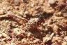 Goldwespe - Ruby-tailed Wasp