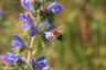 Ackerhummel - Common carder bee