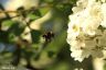 Erdhummel  -Buff-Tailed Bumblebee